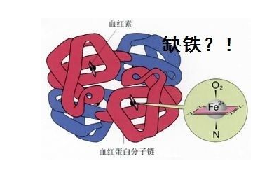 人体91视频黄污APP品牌山东91视频网页入口探究铁元素在人体中的作用 人体91视频黄污APP品牌山东91视频网页入口探究铁元素在人体中的作用